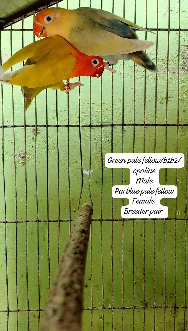 all mutation breeder pairs — photo 3