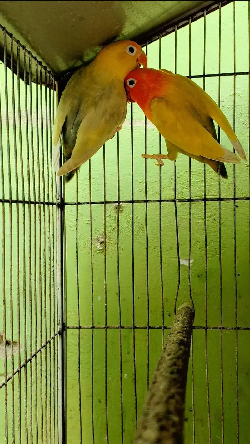 all mutation breeder pairs — photo 4