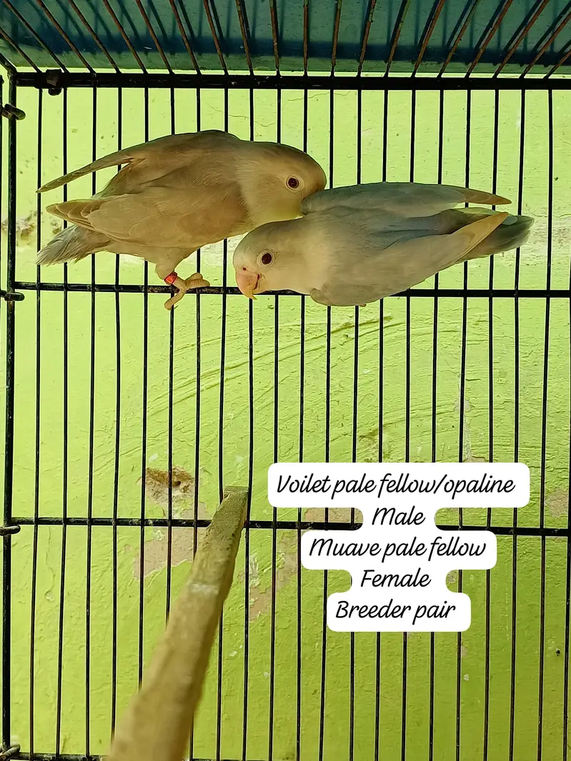 all mutation breeder pairs — photo 5