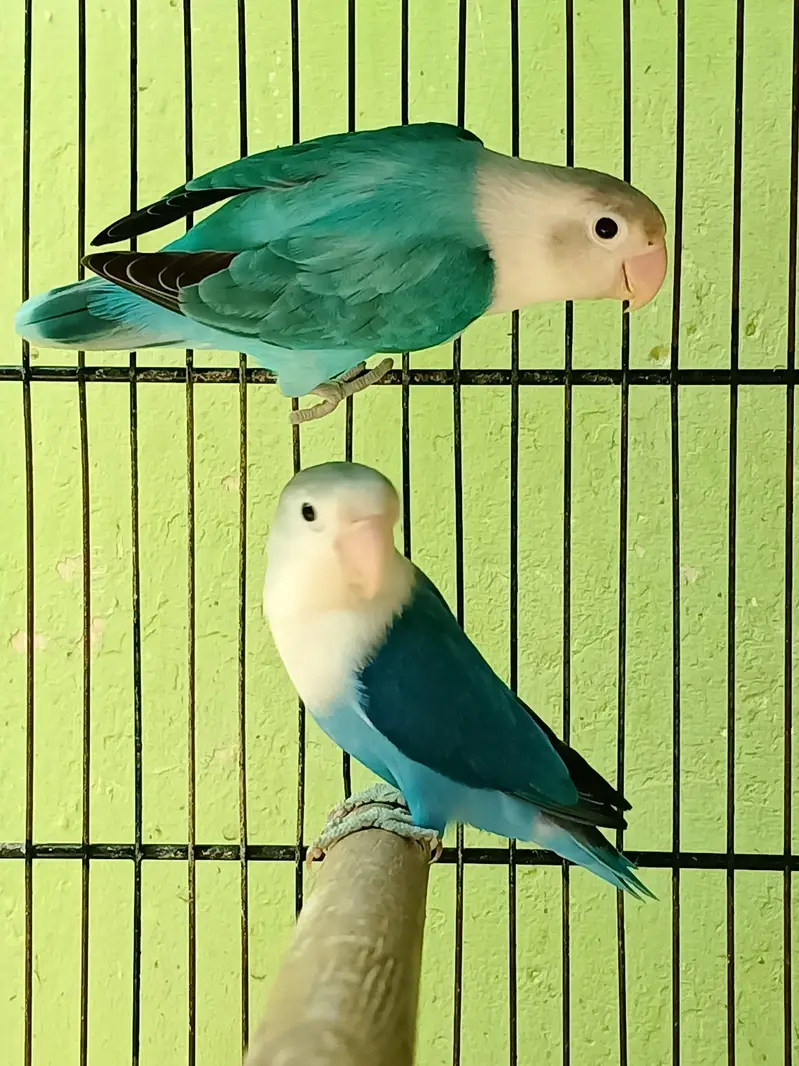all mutation breeder pairs — photo 7