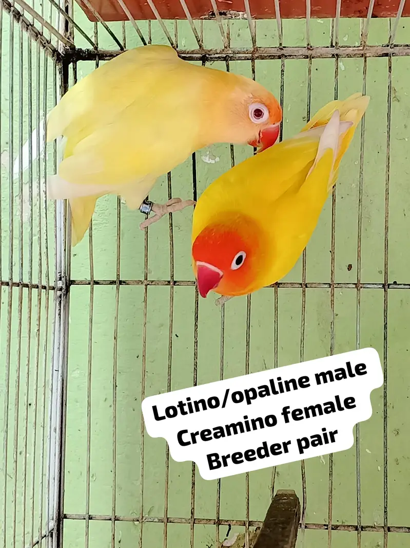 all mutation breeder pairs — photo 8