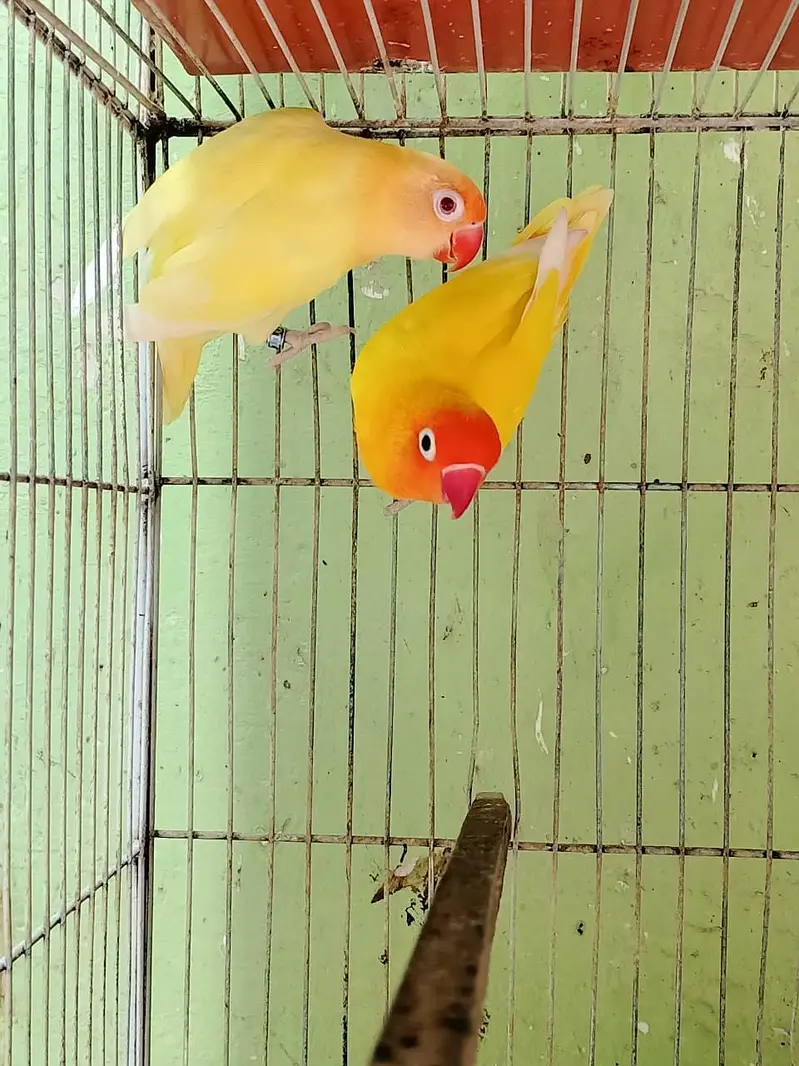 all mutation breeder pairs — photo 9