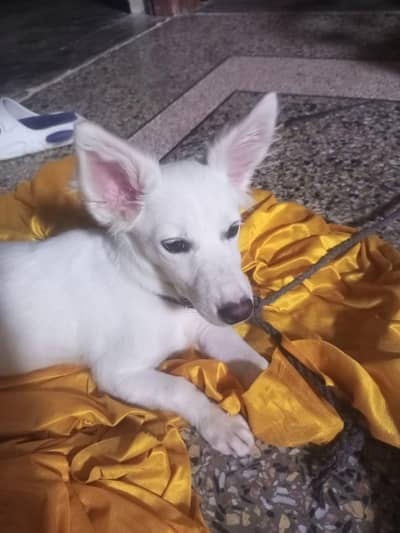 dog white Swiss puppy
