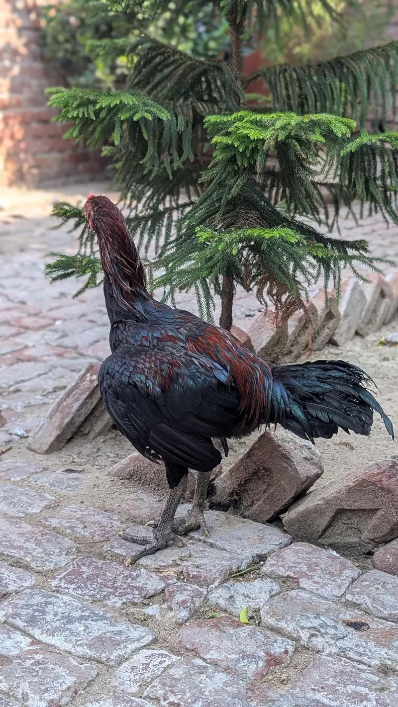aseel peor waleti gamer nasal pakoya — photo 2