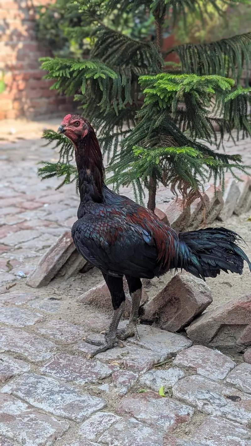 aseel peor waleti gamer nasal pakoya — photo 3