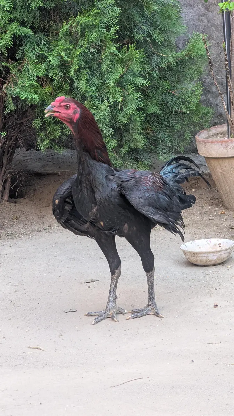 aseel peor waleti gamer nasal pakoya — photo 4