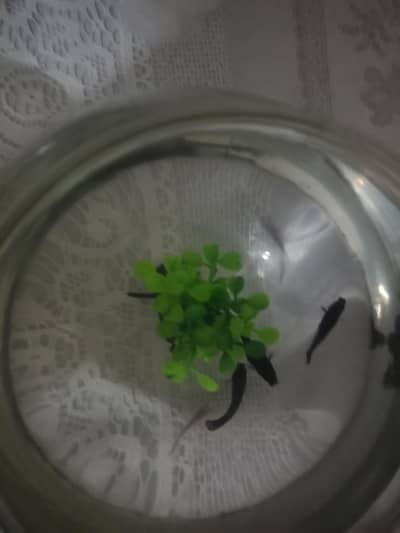 black molly baby for sail
