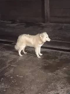 Russian female dog