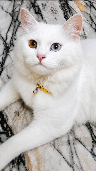 persian cats Male and Female