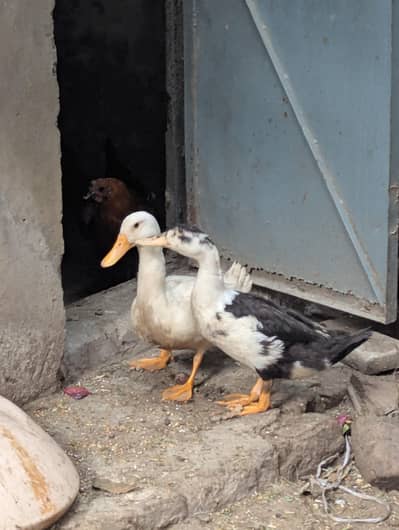 ducks available healthy and active