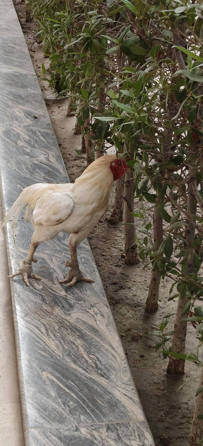Breeder Murga 1