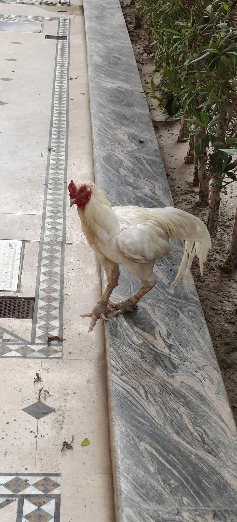 Breeder Murga 2