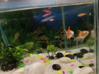 gold fish and other fishes for sale