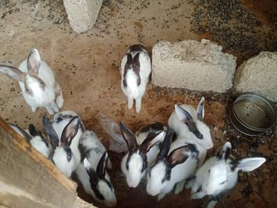 Male and female both urgent sale
