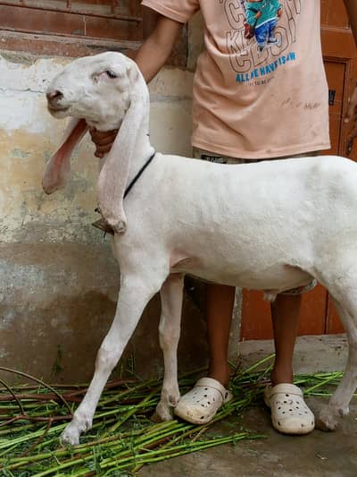 dumba gulabi larkana long ear