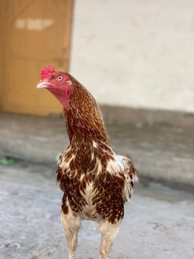Aseel murgha or or murghe bacho K Saat