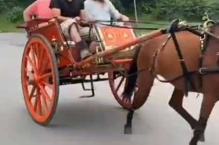 horse tanga for sale