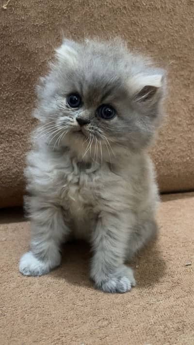 Kitten for sale