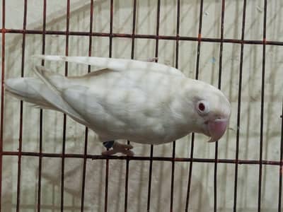 Love bird
