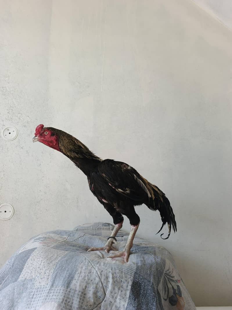 black java murga 1