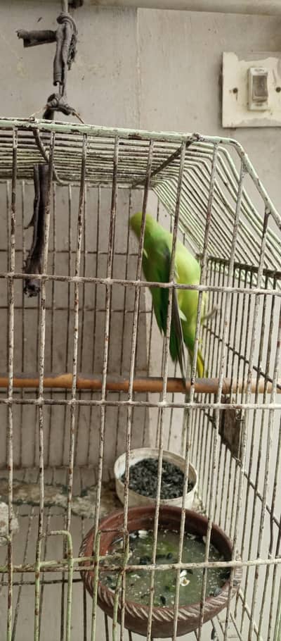 female for sale
