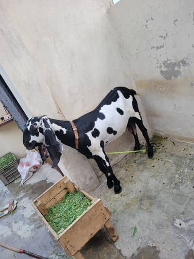 3 Goats Beetal Nasal Bakri