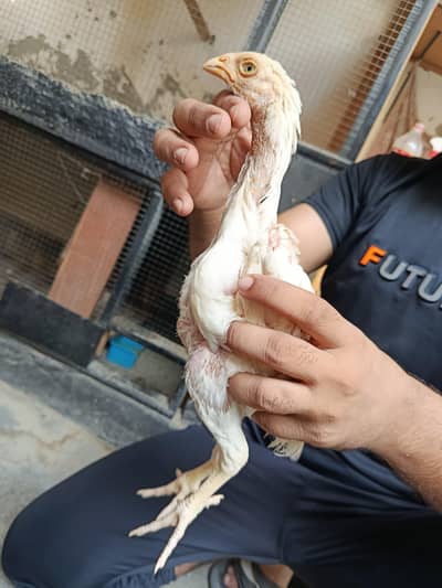 healthy and active aseel chicks