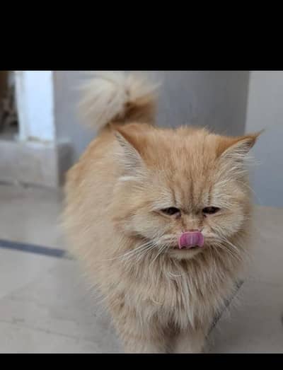 pure Persian breeder female for adoption