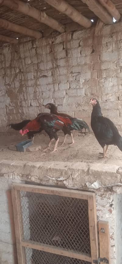 aseel murgh farm