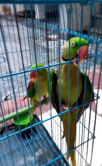 ALEXANDER RAW PARROT