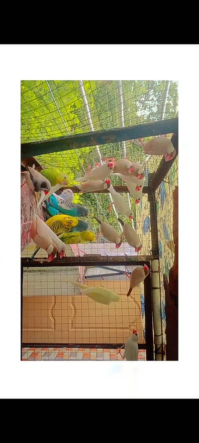 java  finches all verity