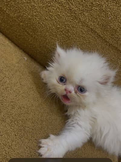 Piki face Kitten triple cord blue eyes