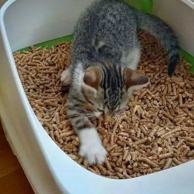 Wood pellets cat litter — photo 2