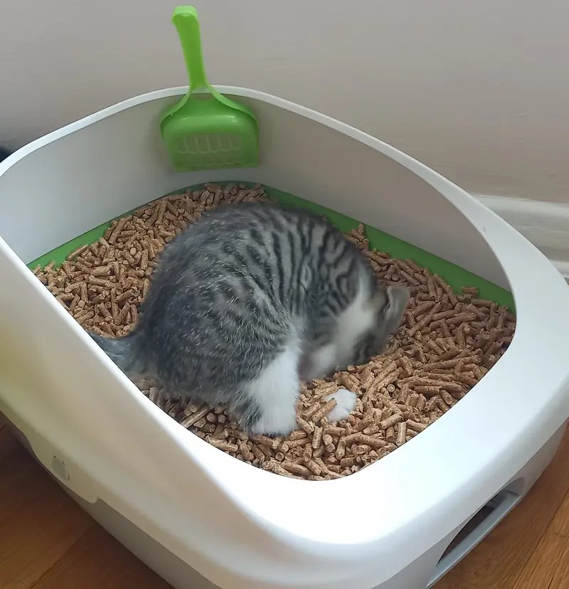 Wood pellets cat litter — photo 3