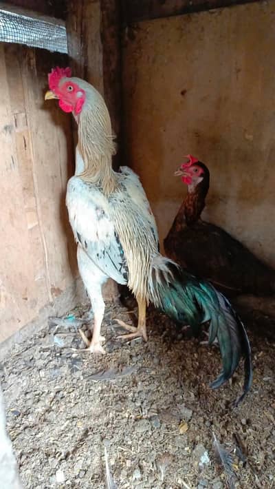 Aseel Sindhi Breeder Pair