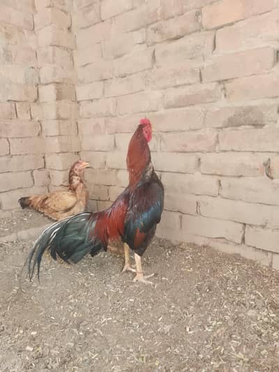 Aseel male and 2 female for sale breeder 03086986619
