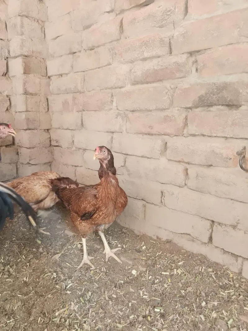 Aseel male and 2 female for sale breeder 03086986619 — photo 2