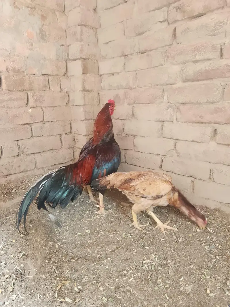 Aseel male and 2 female for sale breeder 03086986619 — photo 3