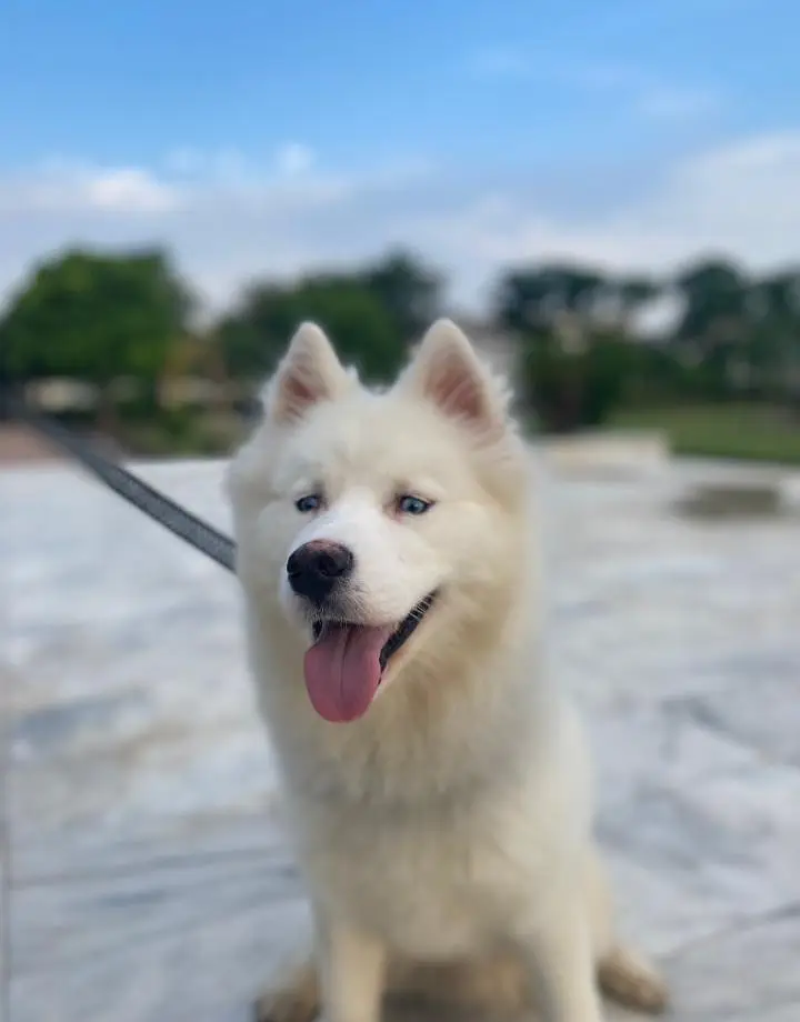 Siberian Husky white blue eyes wooly coat
