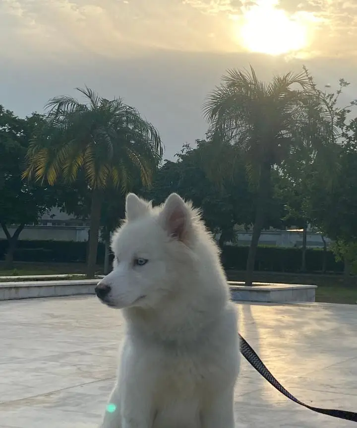 Siberian Husky white blue eyes wooly coat — photo 2