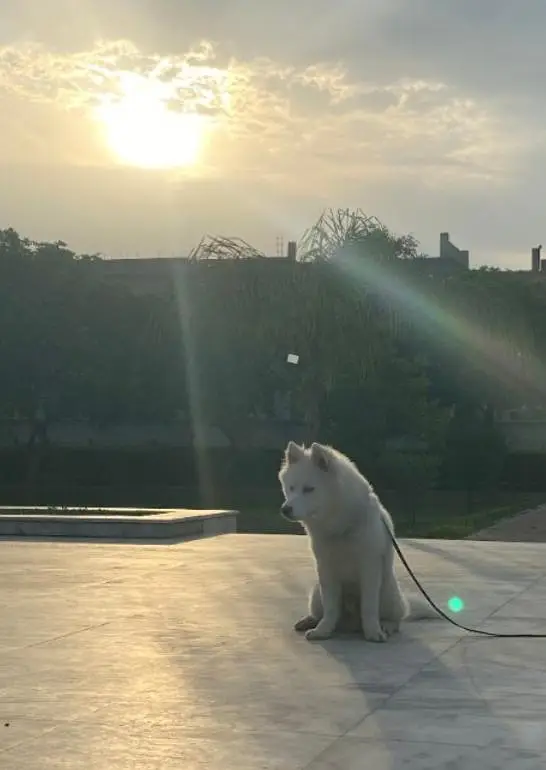 Siberian Husky white blue eyes wooly coat — photo 3