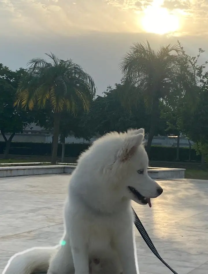 Siberian Husky white blue eyes wooly coat — photo 4