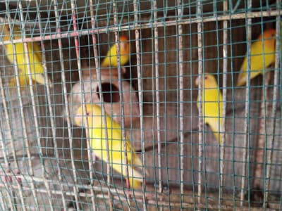 Orange hood oplin /fawn jawa/common paid dove