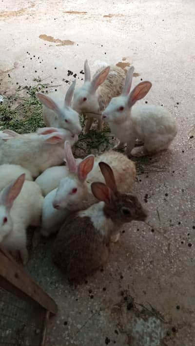 white rabbits red eyes