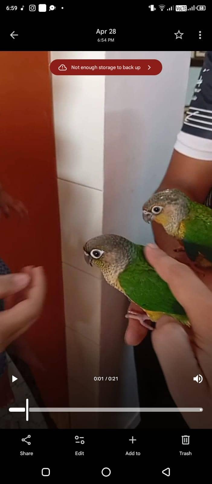 Conure Pair 1