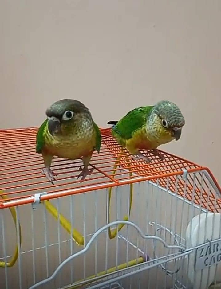 Conure Pair 2