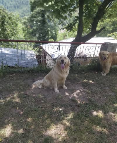 Premium Retriever Pair for Sale – Proven Breeding Pair