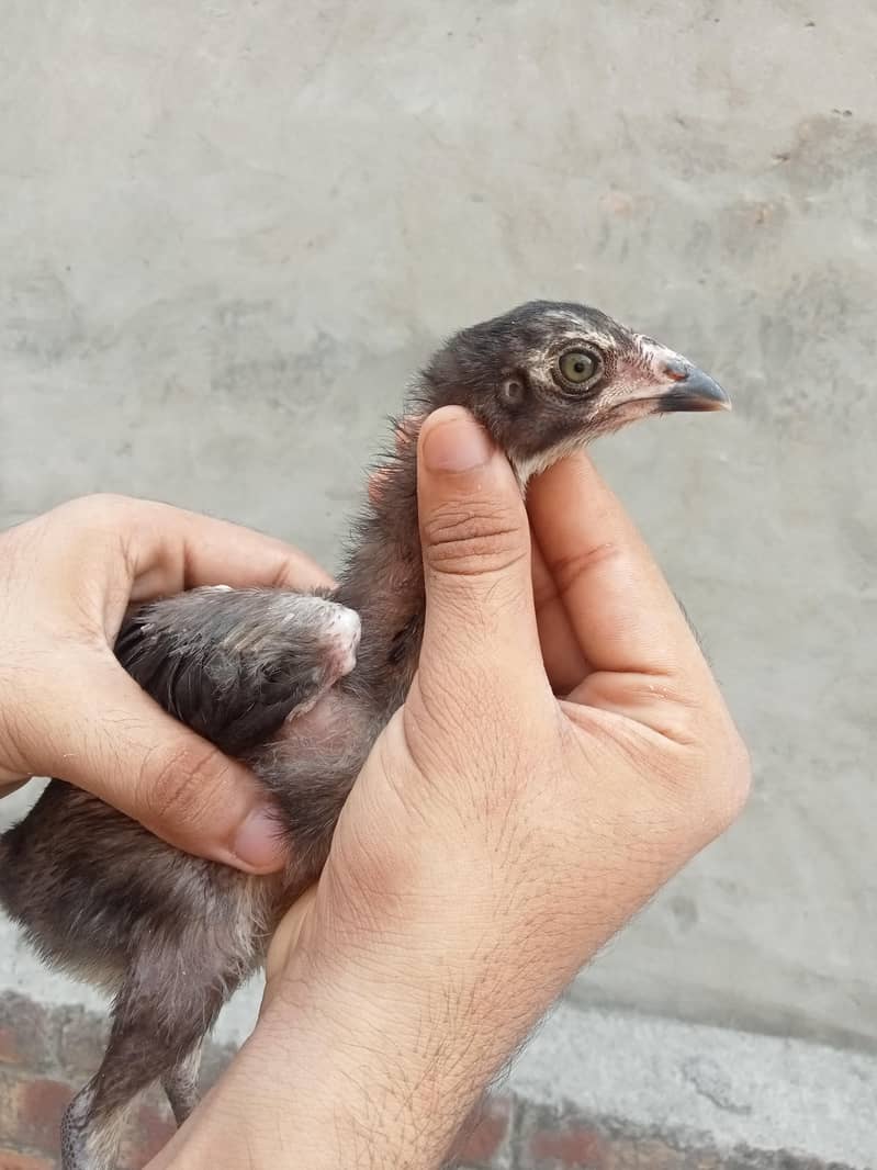 BURMI CHICKS 0