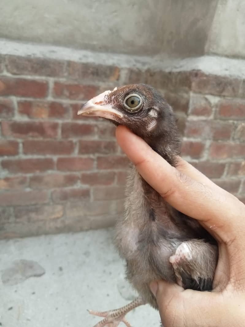 BURMI CHICKS 1