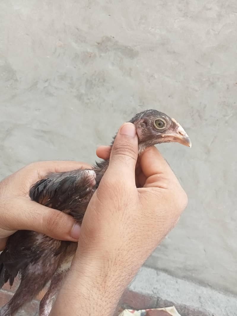 BURMI CHICKS 2